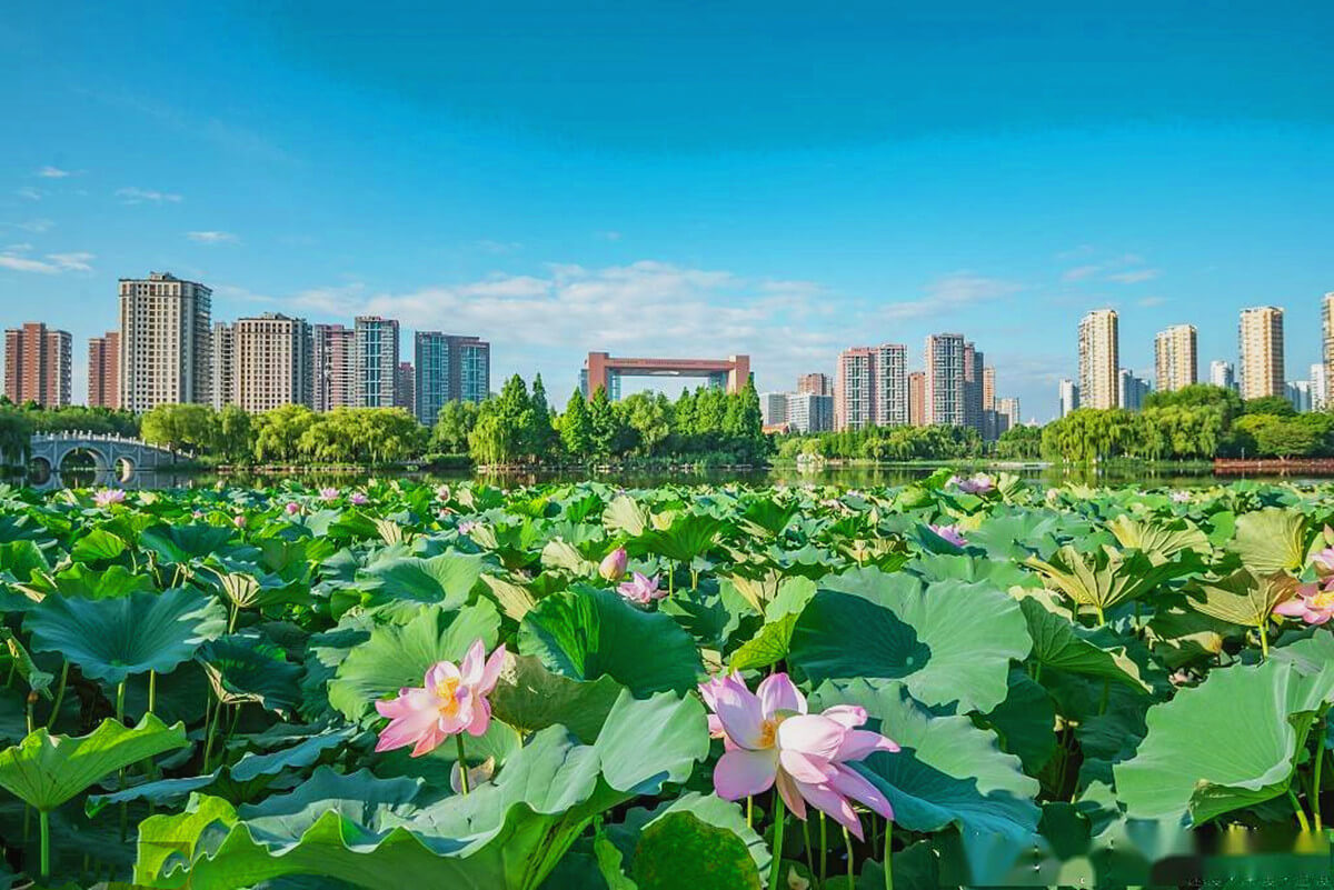 临沂五洲湖：一年四季景不同 夏日荷花别样红